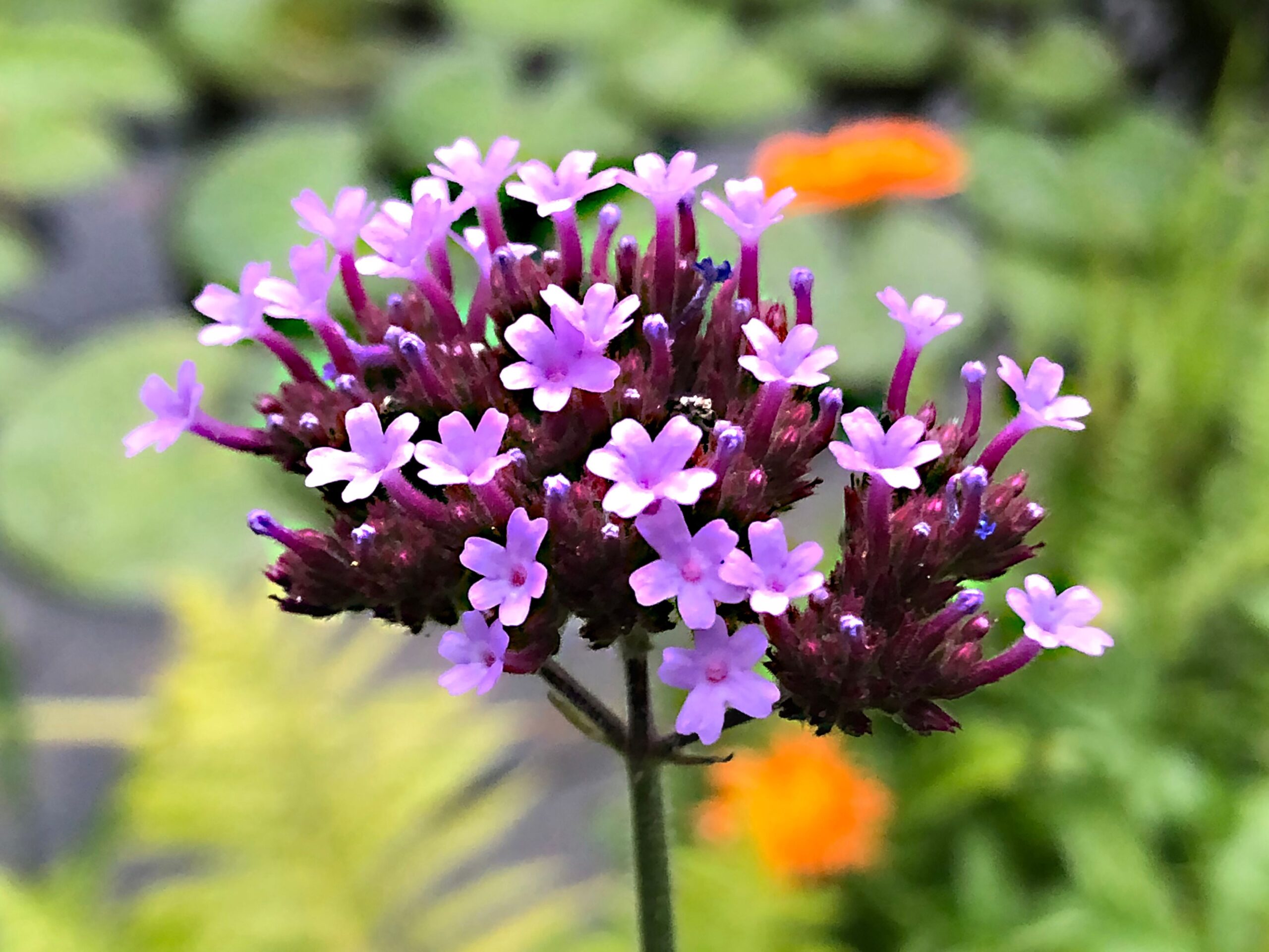 Jabón en barra de verbena (Piel grasa) - Imagen 3